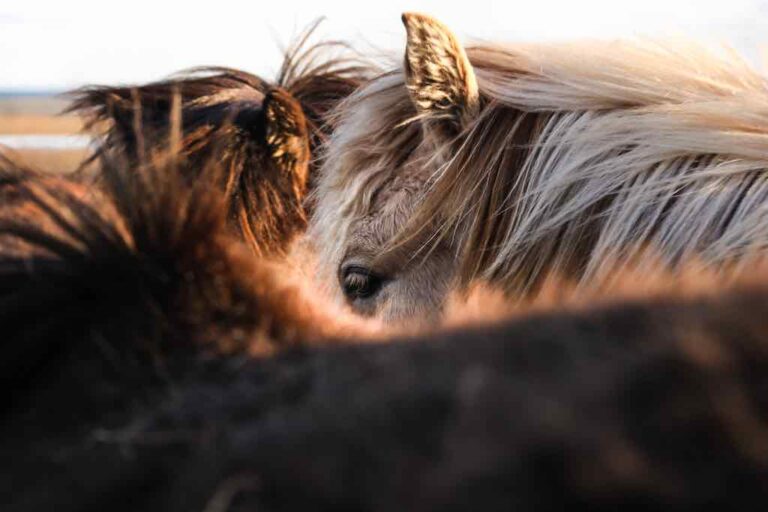 Horses Mating and Separating Rosie & Horses