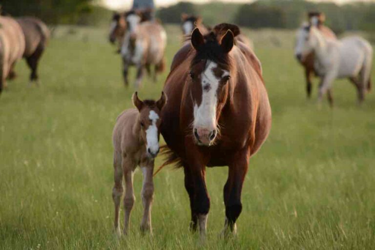 Horses Mating and Separating Rosie & Horses